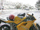Duc in the Snow