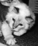 Skeeter the cat